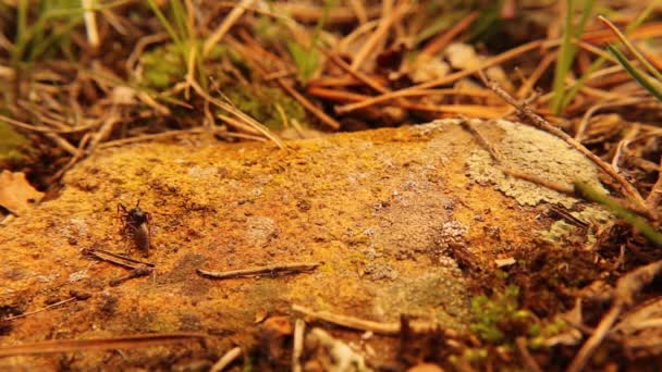 Ant Finds Seed Wild Plant Tries Hard Carry Its Colony — Vídeo de Stock