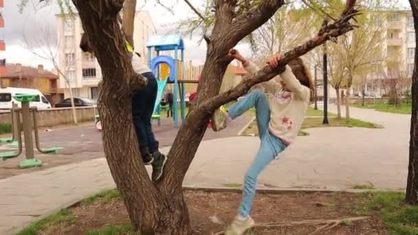 Young Brothers Climbing Tree Park Kids Leave Games Garden Enjoy — Stock video