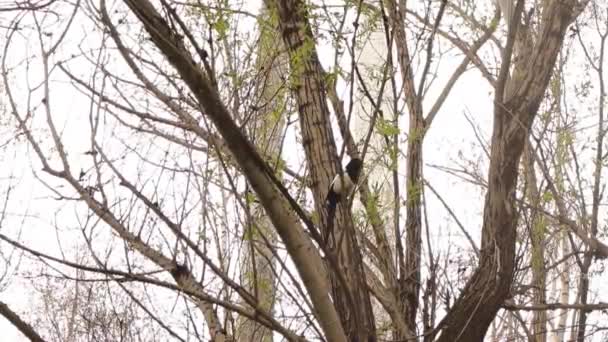 Magpie Sings Tree Attract Mating Partner Eurasian Male Magpie Call — Video