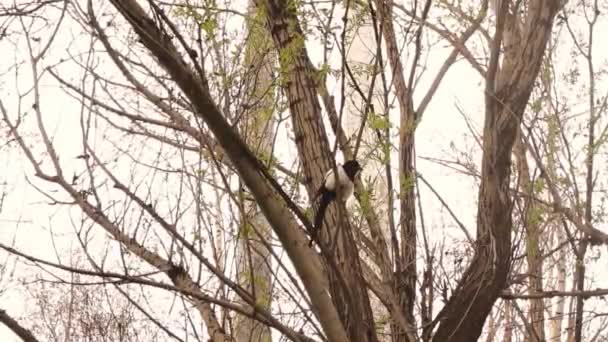 Eurasian Male Magpie Stands Tree Branch Throws Its Droppings Sing — Vídeo de Stock