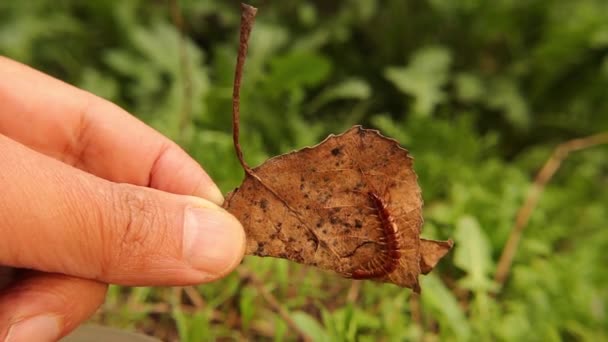 Biologist Exotic Vet Pulls Out Dead Leaf Forest Floor Finds — Stock Video
