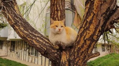 Bahçedeki ağaçta oturan güzel sokak kedisi. Şehir yaban hayatı, vahşi doğa. Şirin kediler, aşk hayvanları, evcil hayvanlar. Evsiz kedi, tatlım.
