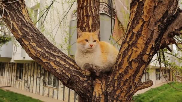 9,503 Love animals Videos, Royalty-free Stock Love animals Footage | Depositphotos 9,503 Love animals Videos, Royalty-free Stock Love animals Footage | Depositphotos