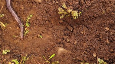Blind snake digging in the soil. It's a non venomous; It looks like a worm (worm snake)Also called an Anatolian, Turkish Worm Lizard (Blanus strauchi) Exotic reptile, Snake wildlife, wild nature