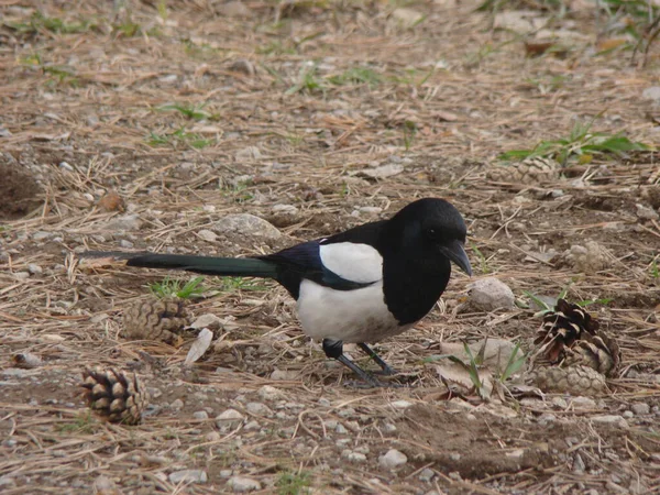 Eurasian Magpie looking for food in the nature, urban wildlife. Bird watching, black and white crow, crows , Crowing. Birdwatching, birds. animals, animal. Crow sits  on the soil-land