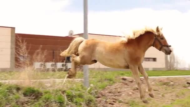 Haflinger Horse Άλμα Και Συναντά Τον Φίλο Πόνυ Του Άλογα — Αρχείο Βίντεο