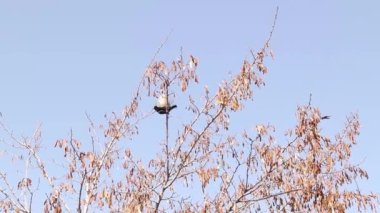 Erkek sığırcık ağaç dalları arasında hareket ediyor, serçe. Kuş gözleme, ötücü kuşlar, kuş ötüşü. Şehir Yaban Hayatı, Vahşi Doğa. Serçeler, sığırcıklar, kuşlar. Ses doğa