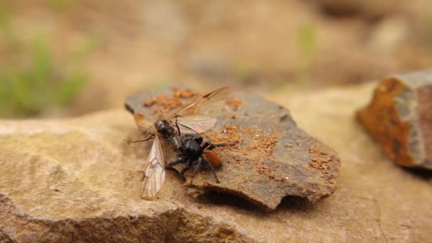 Ladybird Spider Male Young Eresus Sandaliatus Preys Flying Ant New — Stok video