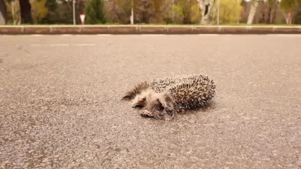 Dead Hedgehog Hedgehog Hit Car Street Highway Carcass Hedgehog City — стоковое видео