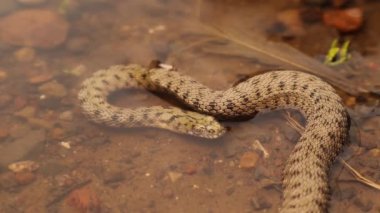 Snake taking a deep breath after swimming underwater. Water snake is a Eurasian nonvenomous snake belonging to the family Colubridae, dice snake. Reptile, reptiles, snakes. wildlife, Wild nature