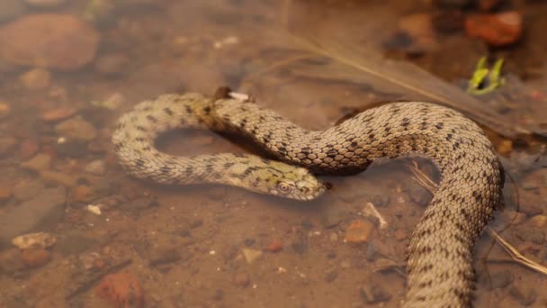 Snake Taking Deep Breath Swimming Underwater Water Snake Eurasian Nonvenomous — стоковое видео