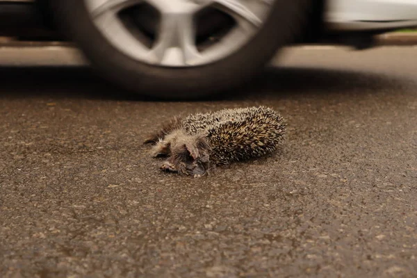 Dead Hedgehog Hedgehog Hit Car Street Highway Carcass Hedgehog City — Zdjęcie stockowe