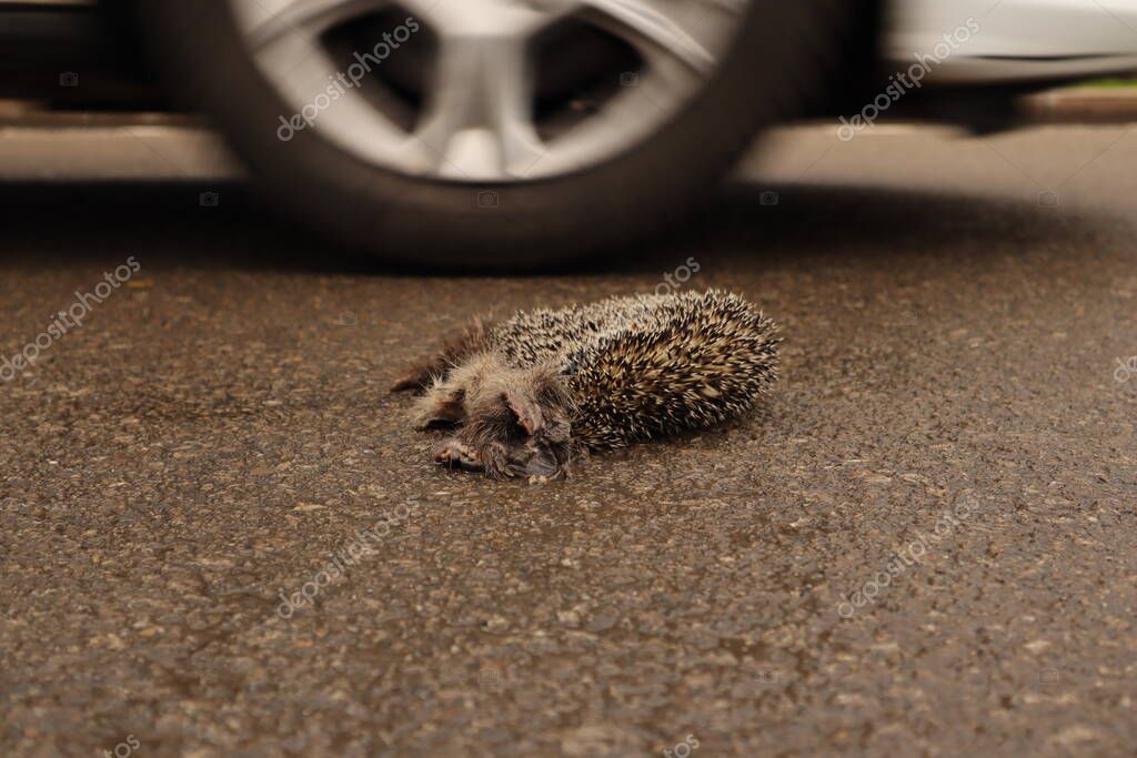 Dead hedgehog. Hedgehog was hit by a car on the street, highway
