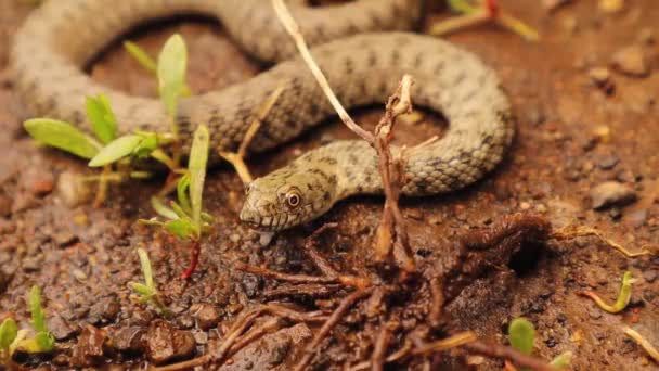 Cobra Enfia Língua Para Fora Water Snake Uma Serpente Não — Vídeo de Stock