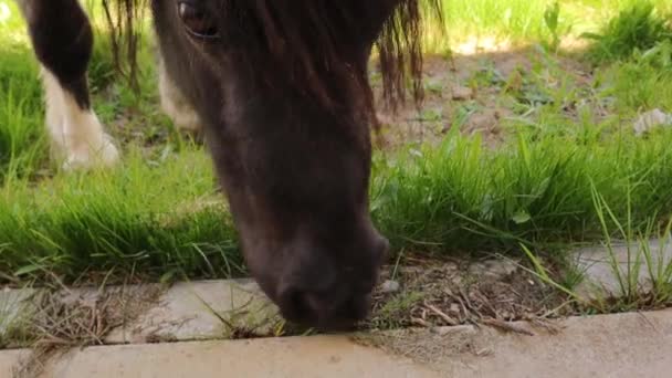 Άλογο Βόσκει Γρασίδι Έχει Παρατηρήσει Ότι Πάνω Χείλος Του Αλόγου — Αρχείο Βίντεο