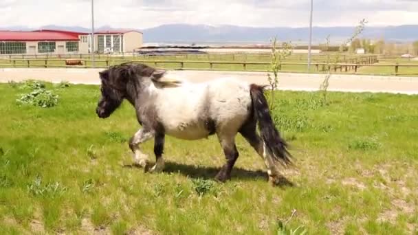 Póniló Szabadon Sétál Egy Lovas Központ Közelében Tavasszal Állatfutás Állati — Stock videók