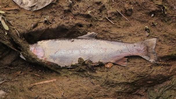 鮭は川の端で死んだ サケが上流に移動した後 彼らは交尾して死にます サーモンのライフサイクル 野生動物野生動物 — ストック動画
