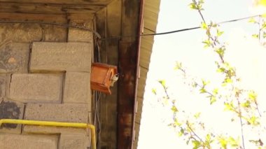 Erkek ev serçesi kuş evinin önünde duruyor (yuva) ve sesleniyor. Vahşi kuşlar cıvıldıyor. Serçeler. Hayvanları, hayvanları severim. Vahşi doğa, Şehir Vahşi Hayatı. Kuş evi, kuş ötüşü. Ekolojik
