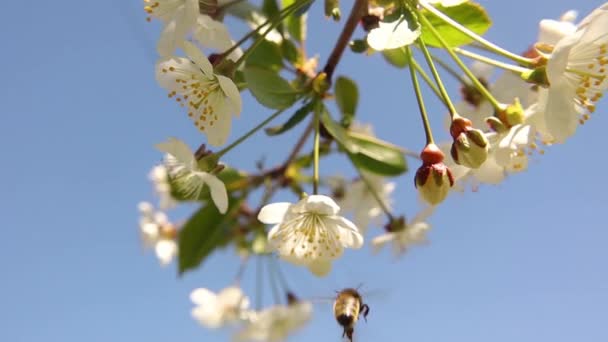 Honungsbin Pollinerar Körsbärsblomma Blomma Det Märks Att Biet Bär Pollensäckar — Stockvideo
