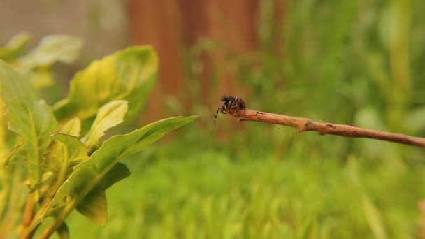 Ladybirdスパイダージャンプ 男性若い Eresus Sandaliatus 自然の中でてんとう虫のクモ 虫虫虫虫だ プレデターマイクロモンスター 野生動物 昆虫野生動物 — ストック動画