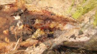 Somon yaşam döngüsü. Sinekler ölü bir balığın etrafında dolaşarak yumurtalarını bırakırlar, sonra larvalar çürüyen etle beslenmek için ortaya çıkarlar, böylece hastalıkların yayılmasını ve besinlerin toprağa geri dönmesini engellerler.