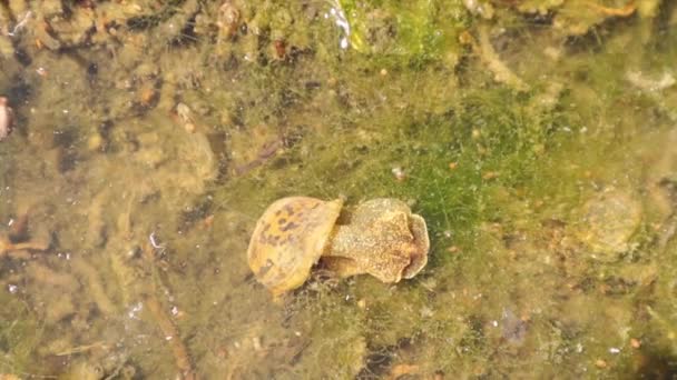 池の住民 小さな生き物は森の中の川の近くの池に住んでいます 淡水カタツムリやワームを含む 野生生物 野生生物 マイクロエコシステム — ストック動画