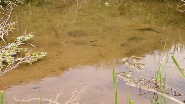 Κάτοικοι Της Λίμνης Γυρίνοι Κολυμπούν Μια Λίμνη Κοντά Ένα Ποτάμι — Αρχείο Βίντεο
