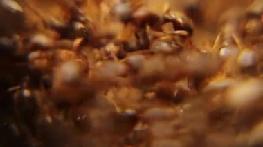 İki karınca kolonisi arasındaki karınca savaşı. Karınca savaşı, kalabalık, ordu. Bahçede karınca savaşı. Böcekler arasında kavga, şehirde böcekler. Böcek, böcek, hayvanlar, hayvan, vahşi şehir, vahşi doğa.