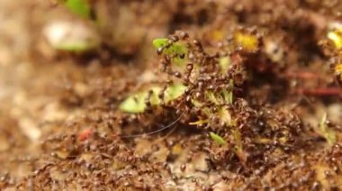 İki karınca kolonisi arasındaki karınca savaşı. Karınca savaşı, kalabalık, ordu. Bahçede karınca savaşı. Böcekler arasında kavga, şehirde böcekler. Böcek, böcek, hayvanlar, hayvan, vahşi şehir, vahşi doğa.
