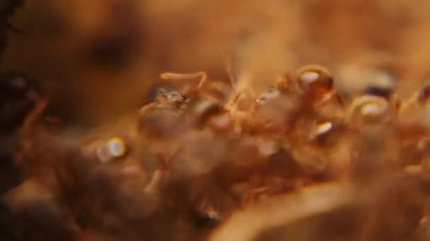 Karınca Kolonisi Arasındaki Karınca Savaşı Karınca Savaşı Kalabalık Ordu Bahçede — Stok video
