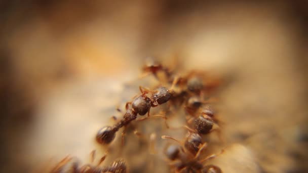 Guerra Hormigas Entre Dos Colonias Hormigas Batalla Hormigas Multitudes Ejército — Vídeos de Stock