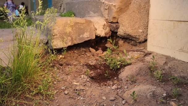 两个蚁群之间的蚂蚁战争蚂蚁大战 在花园里的蚂蚁战争 昆虫之间的战斗 城市里的虫子昆虫 城市野生动物 后院野生动物 — 图库视频影像