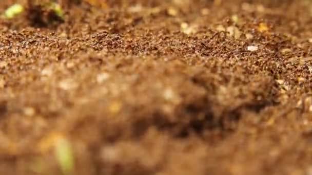 两个蚁群之间的蚂蚁战争蚂蚁大战 在花园里的蚂蚁战争 昆虫之间的战斗 城市里的虫子昆虫 城市野生动物 后院野生动物 — 图库视频影像