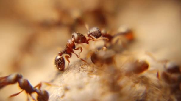 Myrkrig Mellan Två Kolonier Myror Slaget Vid Myror Folkmassor Armén — Stockvideo