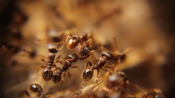 개미의 사이에 개미의 군대의 정원에서의 도시에 벌레들 곤충들 — 비디오