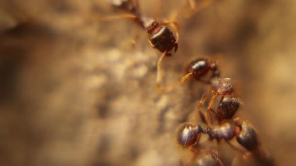 Guerra Hormigas Entre Dos Colonias Hormigas Batalla Hormigas Multitudes Ejército — Vídeos de Stock