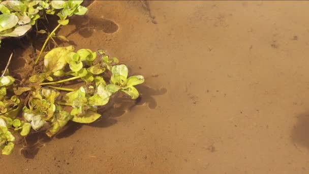 杆子在河边的池塘里游泳 蝌蚪的运动与精子的运动非常相似 小青蛙 两栖动物水下的小青蛙野生动物 野生生物 — 图库视频影像