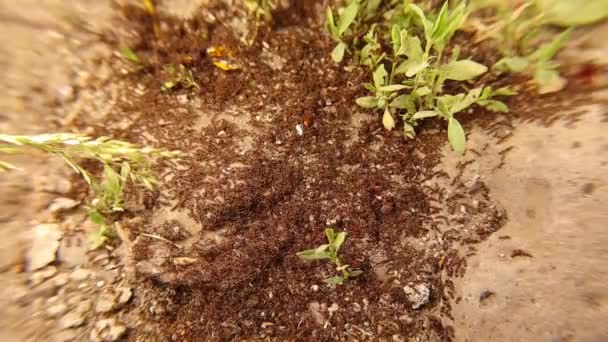 Karınca Kolonisi Arasındaki Karınca Savaşı Karınca Savaşı Kalabalık Ordu Bahçede — Stok video