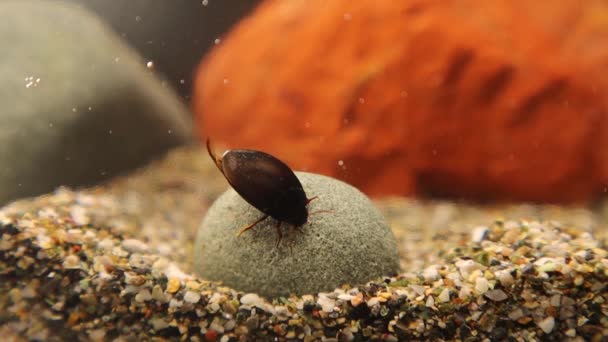 黒ダイビングビートル アガボス二枚貝 水面から空気を得て翼の下に泡を作ることができ 泡はまた知られています 物理的なギル 生物は池 川に住んでいます — ストック動画