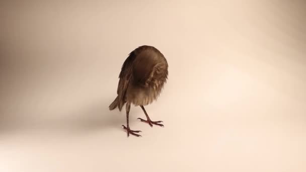 Estornino Joven Aislado Sobre Fondo Blanco Bebé Pájaro Limpiándose Observando — Vídeo de stock