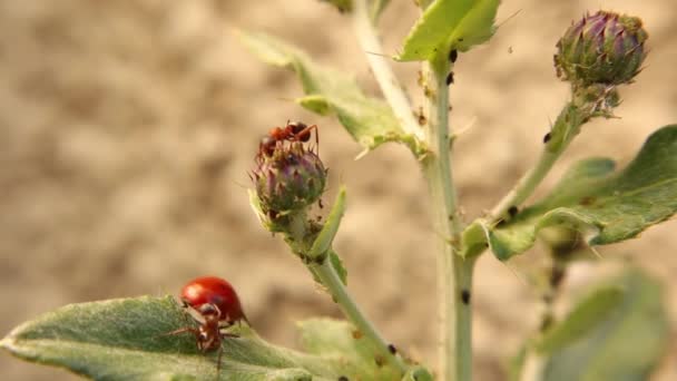 Formigas Madeira Vermelha Cultivar Pulgões Formigas Defendem Pulgões Joaninha Formigas — Vídeo de Stock