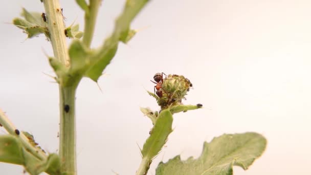 Kırmızı Orman Karıncaları Yaprak Bitleri Yetiştiriyor Karıncalar Bitkinin Yaprak Bitlerini — Stok video