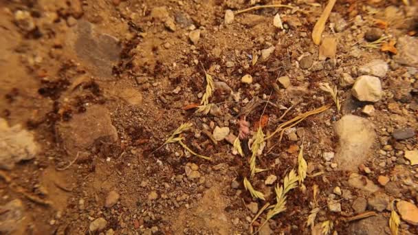 在两个蚁群之间的战斗之后 死了很多蚂蚁 蚂蚁的战斗 蚂蚁在花园里打仗 昆虫和昆虫之间的战斗 城市野生动物 — 图库视频影像