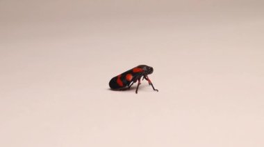 Kırmızı ve siyah yapraklı (Cercopis zaferi) yetişkin. Böcek atlayışı beyaz arka planda izole edildi. Böceğe yaklaşın. Böcekler, böcekler, yapraklar. Bahçe yaban hayatı, vahşi doğa. Hayvanlar, hayvanlar.
