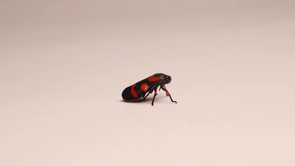 Cicadelle Rouge Noire Cercopis Vulnerata Adulte Saut Insectes Isolé Sur — Video