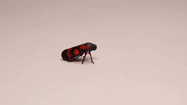 Red Black Leafhopper Cercopis Vulnerata Adulto Inseto Isolado Num Fundo — Vídeo de Stock