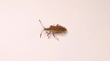 Kabak böceği beyaz arkaplanda izole edildi. Aynı zamanda Dock böceği (Coreus marginatus) olarak da bilinir. Kahverengi marmorlu bir koku böceğine benziyor. Böceği kapat, böcek. Böcekler, böcekler. Bahçe yaban hayatı, vahşi doğa. Hayvanlar