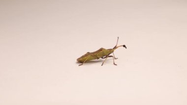 Kabak böceği beyaz arkaplanda izole edildi. Aynı zamanda Dock böceği (Coreus marginatus) olarak da bilinir. Kahverengi marmorlu bir koku böceğine benziyor. Böceği kapat, böcek. Böcekler, böcekler. Bahçe yaban hayatı, vahşi doğa. Hayvanlar