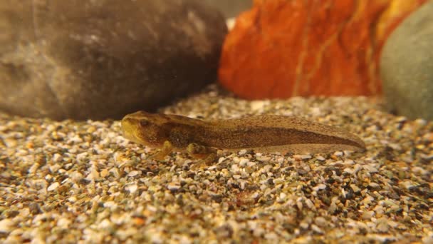 Closeup Tadpole Has Legs Tail You Can Notice Details Young — Stock Video
