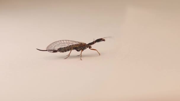 Snakefly Tiene Cuello Largo Raphidiodea Insectos Aislados Sobre Fondo Blanco — Vídeo de stock